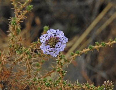 Junellia juniperina, photographed by Hugo Hulsberg