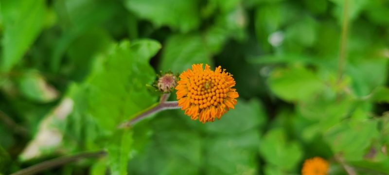 Verbesina alata, photographed by ritirene
