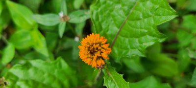 Verbesina alata, photographed by ritirene