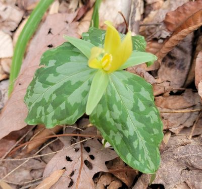 Trillium luteum, photographed by aarongunnar