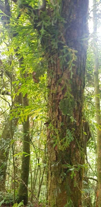 Asplenium mannii, photographed by Suvarna Parbhoo Mohan