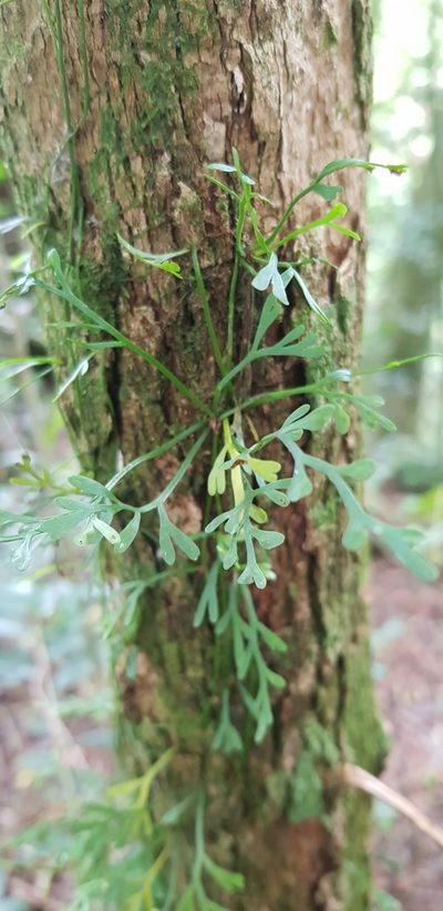 Asplenium mannii, photographed by Suvarna Parbhoo Mohan