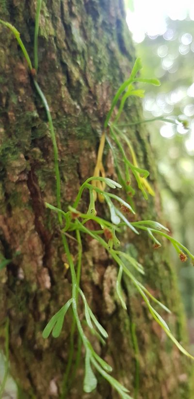 Asplenium mannii, photographed by Suvarna Parbhoo Mohan