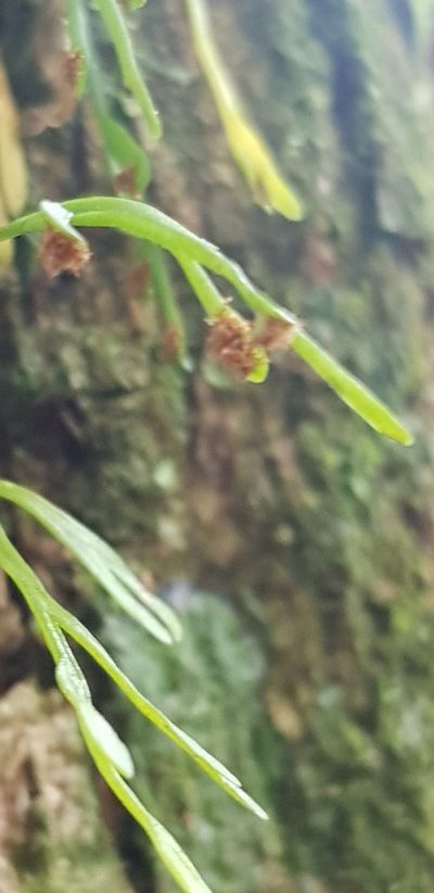 Asplenium mannii, photographed by Suvarna Parbhoo Mohan