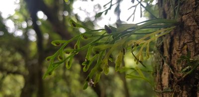Asplenium mannii