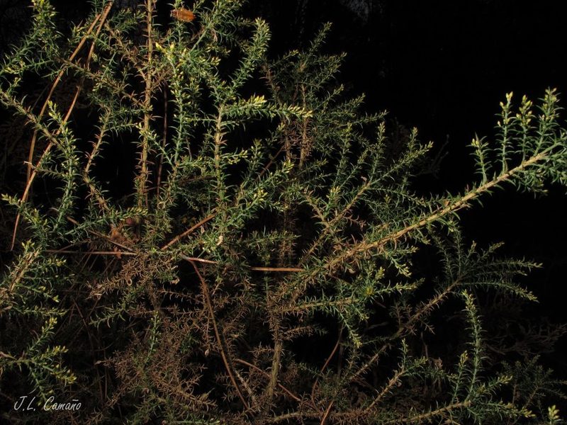 Ulex micranthus, photographed by José Luis Camaño