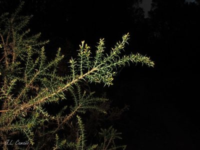 Ulex micranthus, photographed by José Luis Camaño