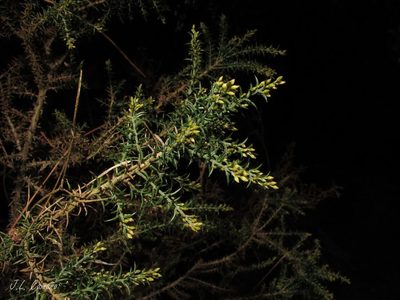 Ulex micranthus, photographed by José Luis Camaño