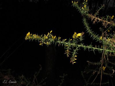 Ulex micranthus, photographed by José Luis Camaño