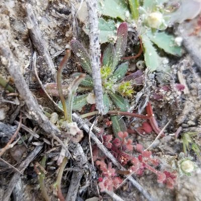 Chorizanthe procumbens, photographed by James C. Davis