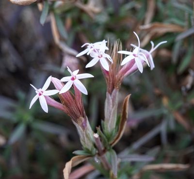 Carphochaete bigelovii, photographed by Andrew Tree