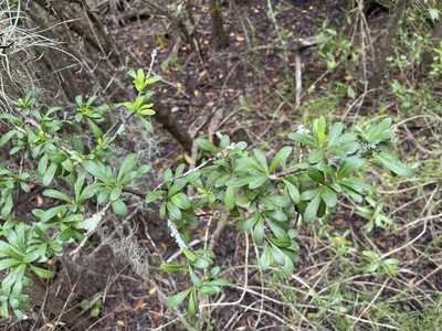 Sideroxylon celastrinum, photographed by Brandon Corder