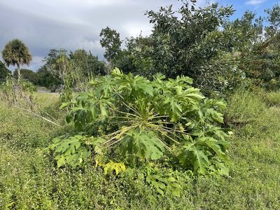 Carica papaya, photographed by Brandon Corder