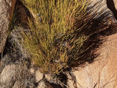 Ephedra viridis, photographed by joergmlpts