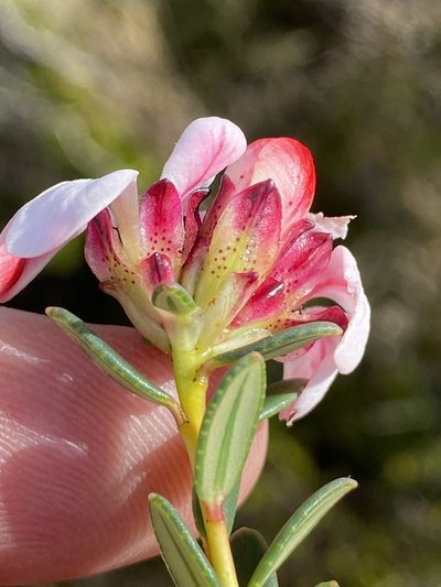 Adenandra viscida, photographed by Dave U