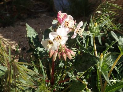 Chylismia claviformis, photographed by joergmlpts