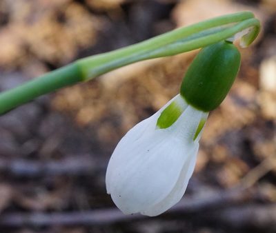 Galanthus elwesii, photographed by Patrick Hacker