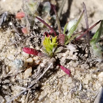 Chorizanthe procumbens, photographed by James C. Davis