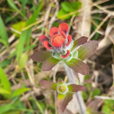 Castilleja arvensis, photographed by Sobeida Morales