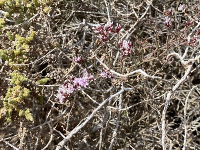 Limonium tuberculatum, photographed by Enrico Tomschke