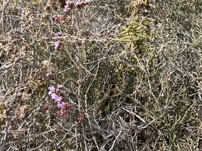 Limonium tuberculatum, photographed by Enrico Tomschke
