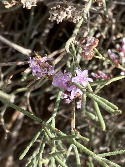 Limonium tuberculatum, photographed by Enrico Tomschke