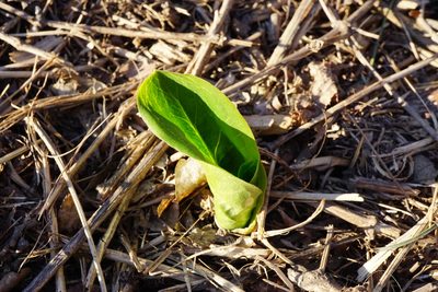 Arum cylindraceum, photographed by Patrick Hacker