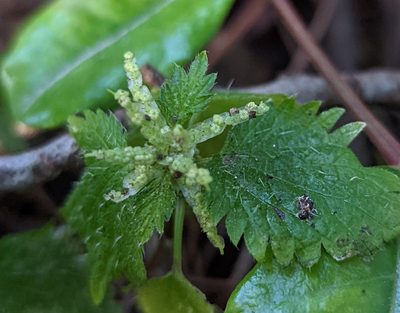 Urtica membranacea, photographed by Alan Prather