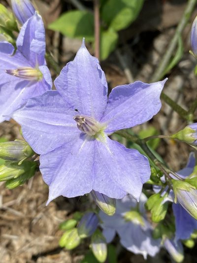 Solanum wendlandii, photographed by Grete Pasch