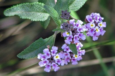 Lippia junelliana, photographed by Hugo Hulsberg