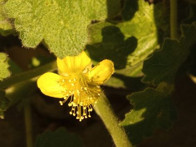Eucnide lobata, photographed by Rodolfo Salinas Villarreal