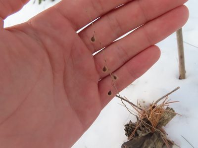 Circaea canadensis, photographed by Eric Schmidt