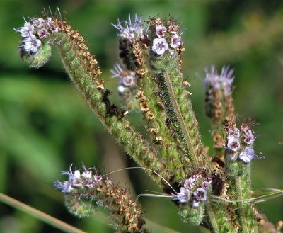 Phacelia setigera, photographed by Hugo Hulsberg