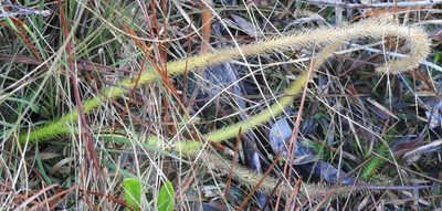 Lycopodiella alopecuroides, photographed by saltyhiker