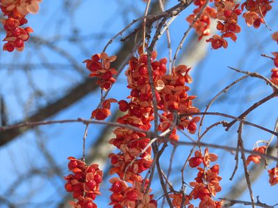 Celastrus scandens, photographed by Eric Schmidt