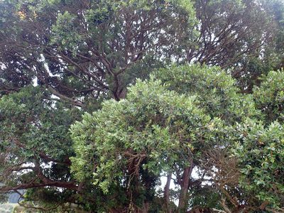 Metrosideros robusta, photographed by Peter de Lange