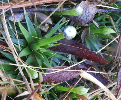 Eriocaulon compressum, photographed by saltyhiker