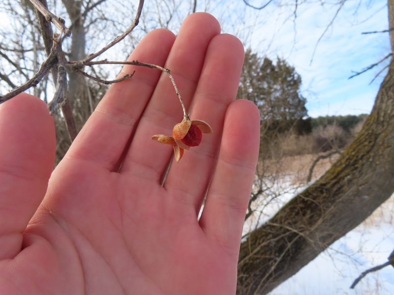 Celastrus scandens, photographed by Eric Schmidt