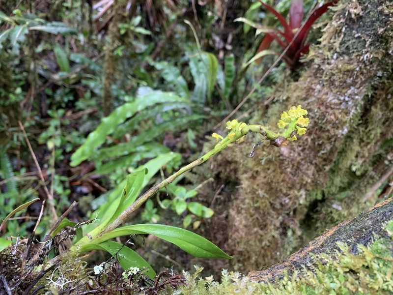 Polystachya foliosa, photographed by Círculo de Investigación en Taxonomía, Florística y Ecología Vegetal