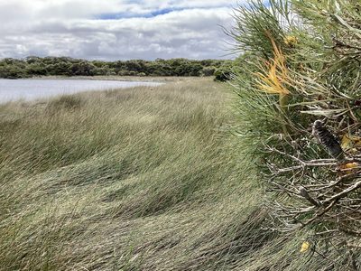 Banksia littoralis, photographed by pimelea