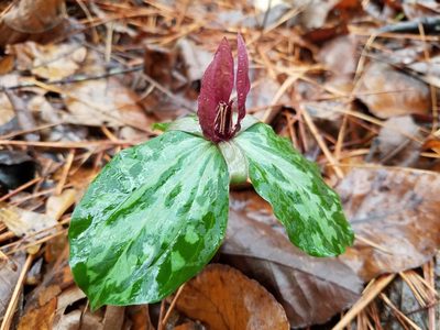 Trillium maculatum, photographed by Leila Dasher