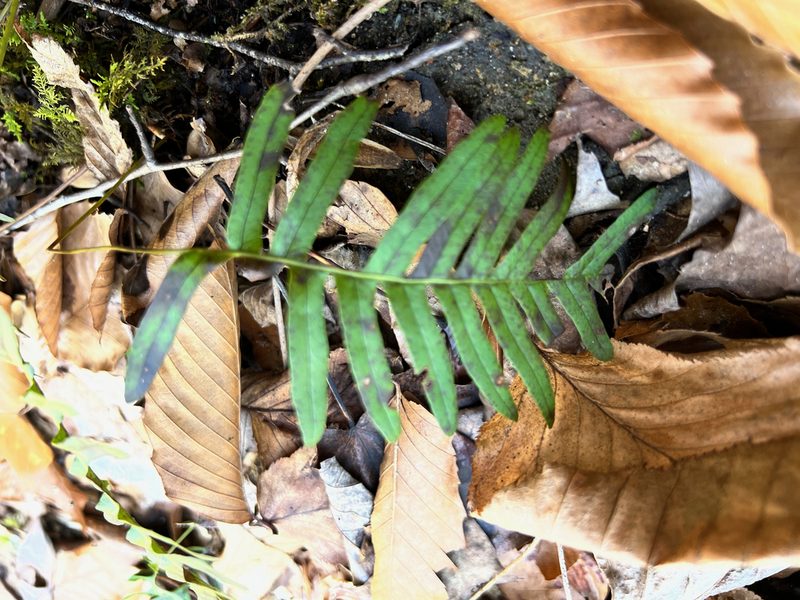 Polypodium appalachianum, photographed by ladyjanaye