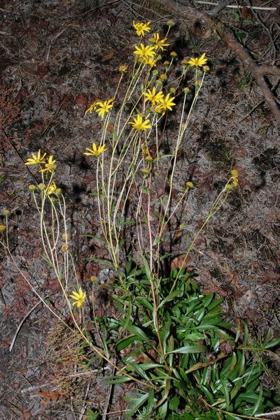 Helianthus longifolius, photographed by Brian Finzel