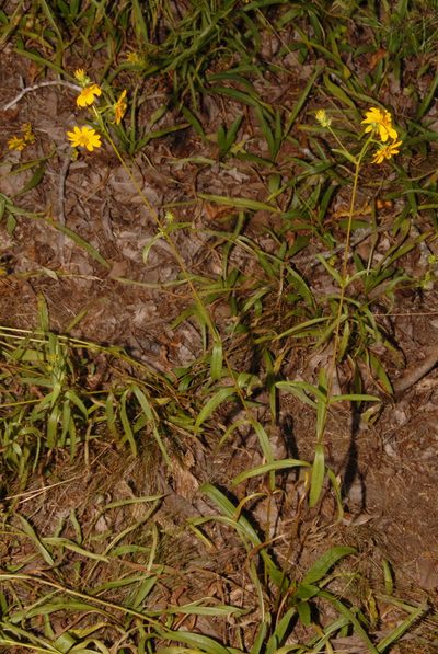 Helianthus longifolius, photographed by Brian Finzel