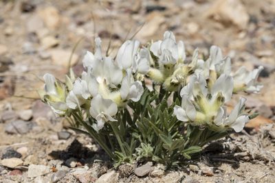 Oxytropis nana, photographed by Cecelia Alexander