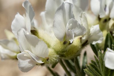 Oxytropis nana, photographed by Cecelia Alexander