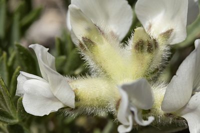 Oxytropis nana, photographed by Cecelia Alexander