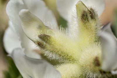 Oxytropis nana, photographed by Cecelia Alexander