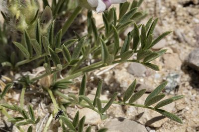 Oxytropis nana, photographed by Cecelia Alexander
