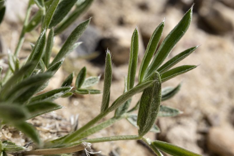 Oxytropis nana, photographed by Cecelia Alexander